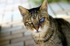 Single eye kitty