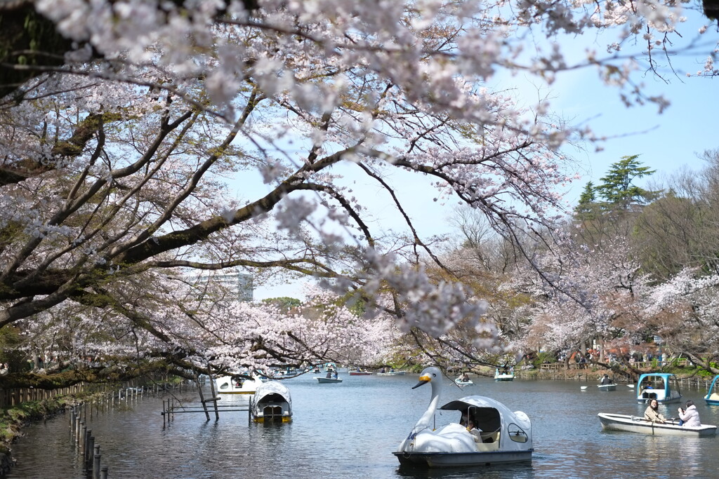 井の頭公園