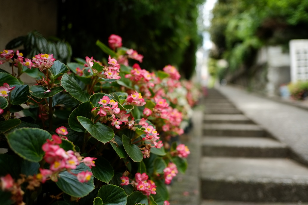 道端の花