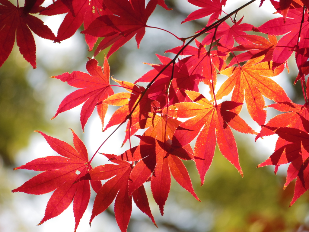 紅葉