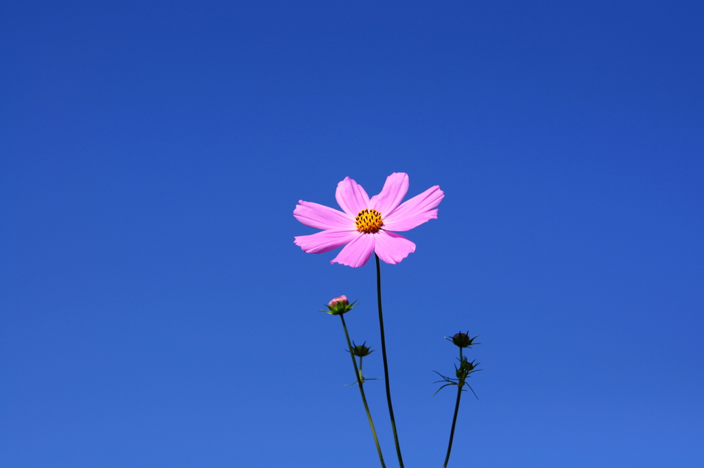 秋空