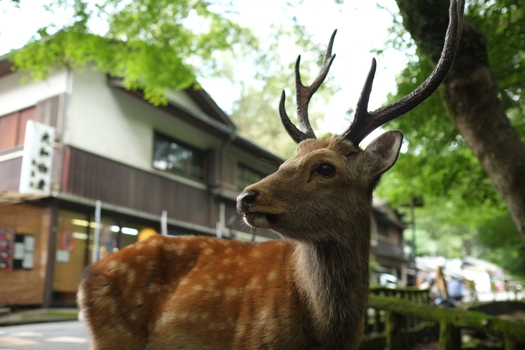 あっちむいて…