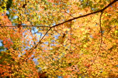 tapestry autumn
