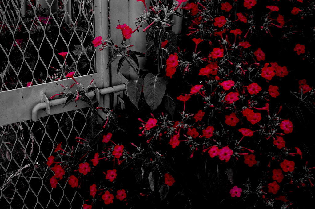 WILD FLOWER