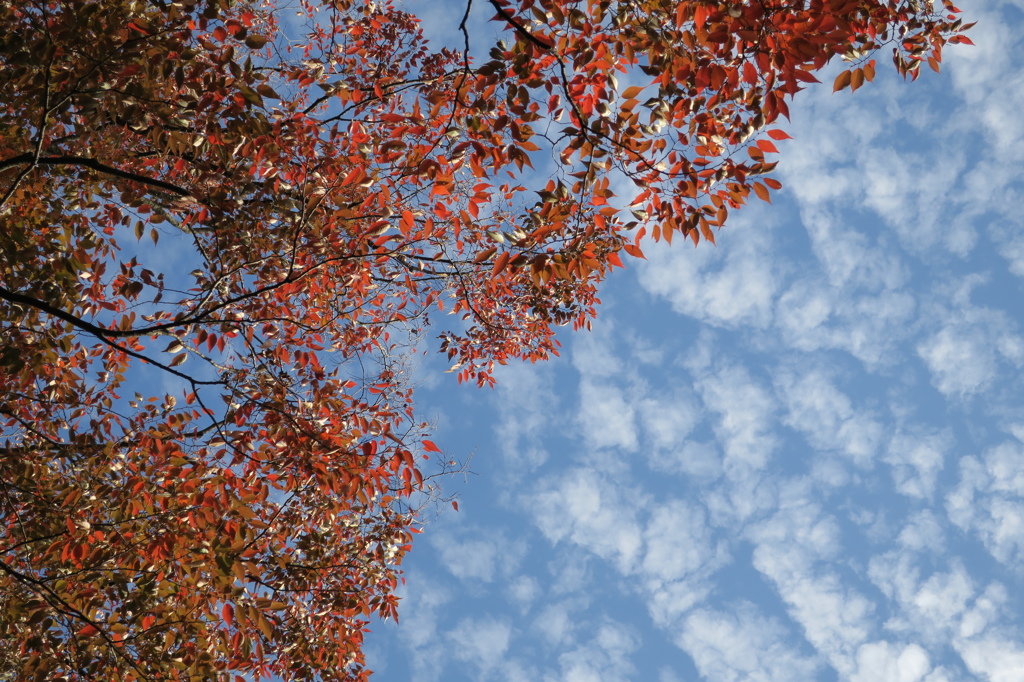 秋空