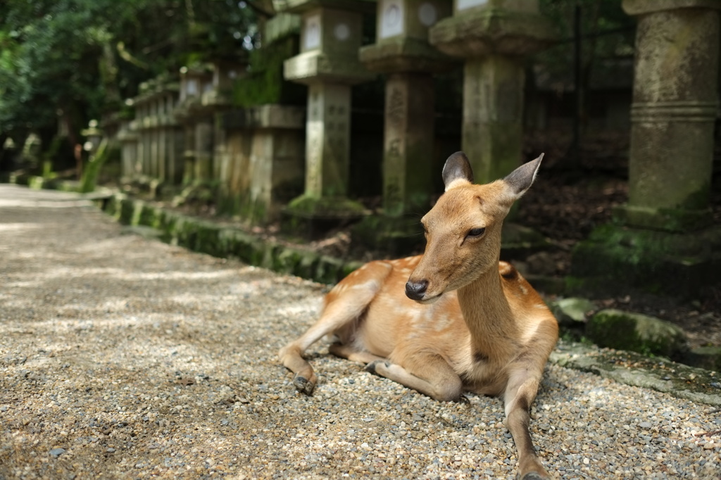 参道の鹿