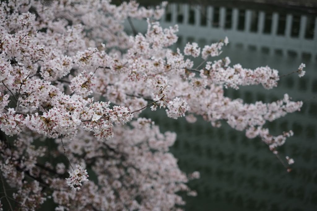 お堀の桜