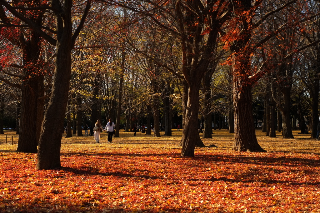 Autumn Park