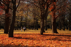 Autumn Park