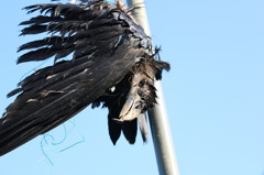 The Hanged Crow
