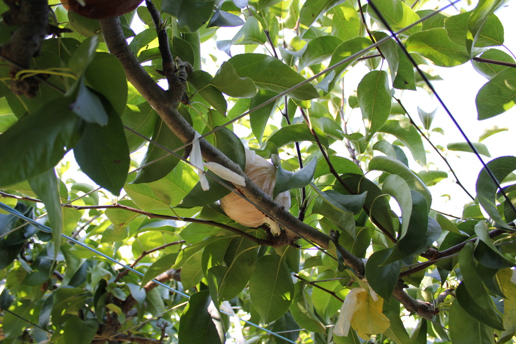 Pear Picking