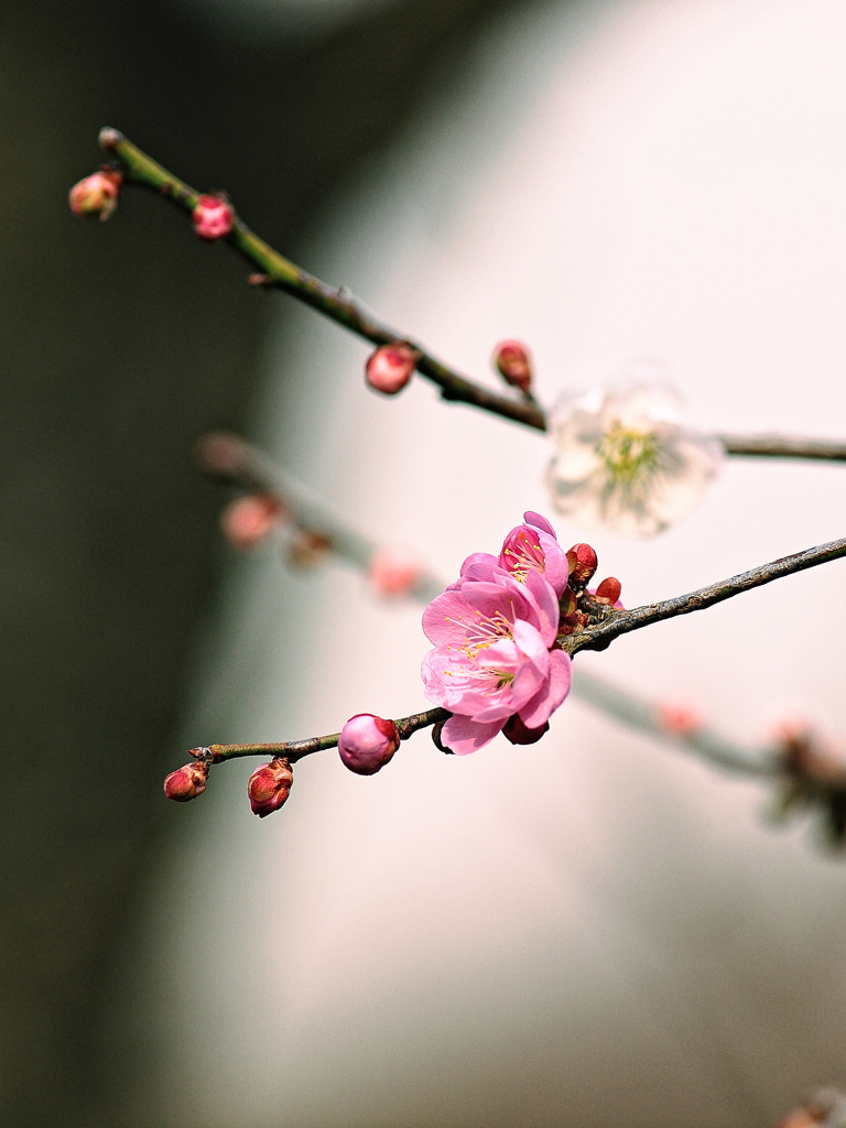 plum