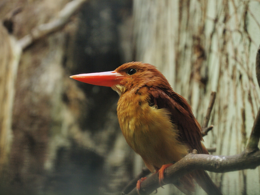 火の鳥