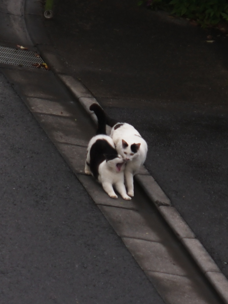 恋する季節♪