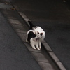 恋する季節♪