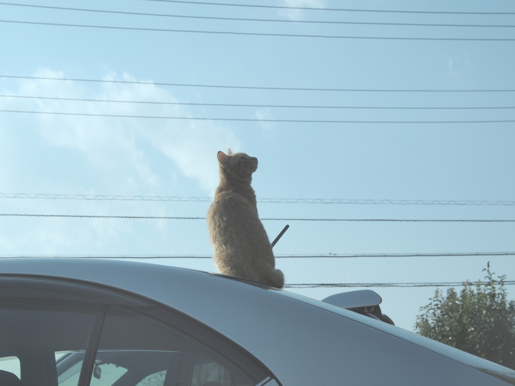 前略、車の上より