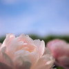 青空を求めて
