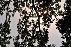 夕暮れの木漏れ日