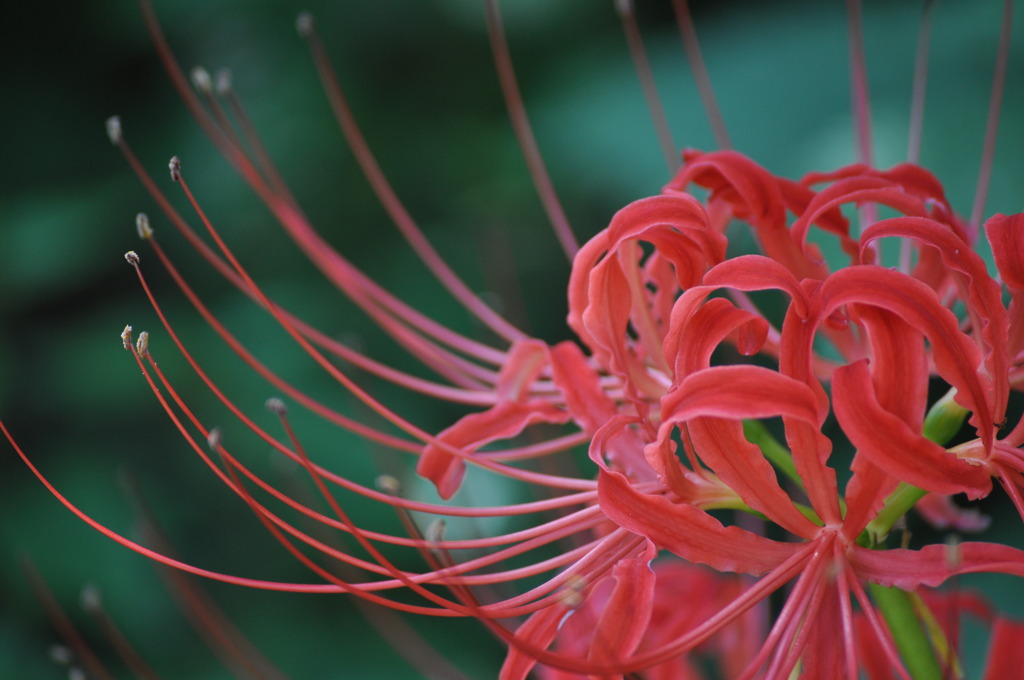 彼岸花