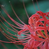 彼岸花