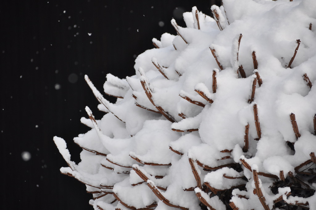 雪