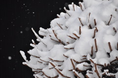 雪