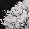 雪