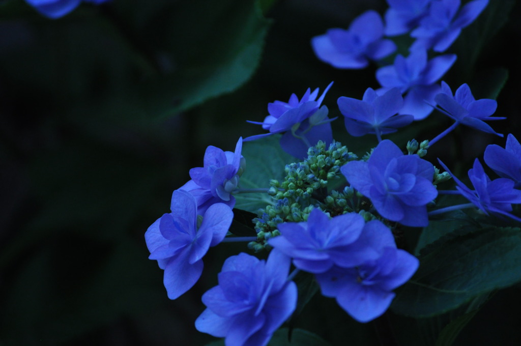 紫陽花１