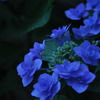 紫陽花１