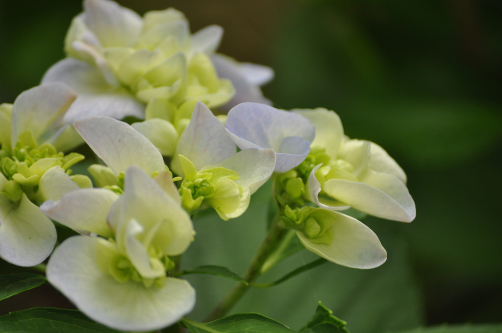 紫陽花3