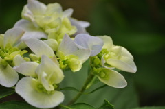 紫陽花3