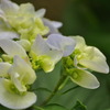 紫陽花3