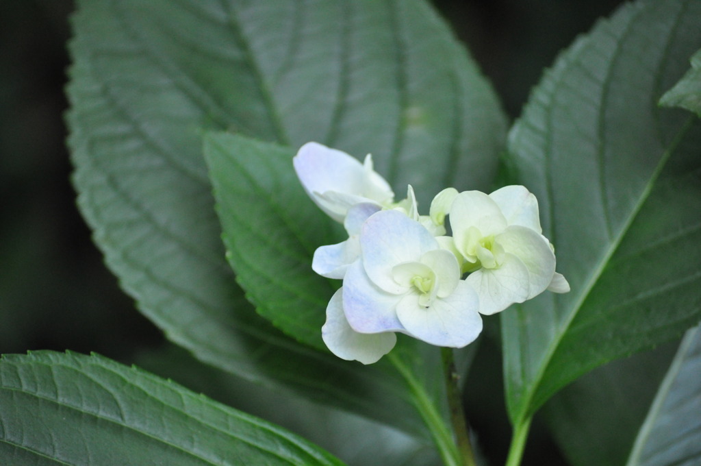 紫陽花2