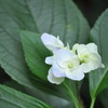 紫陽花2