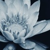 水蓮
