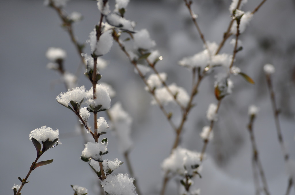 雪の華