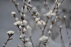 雪の華