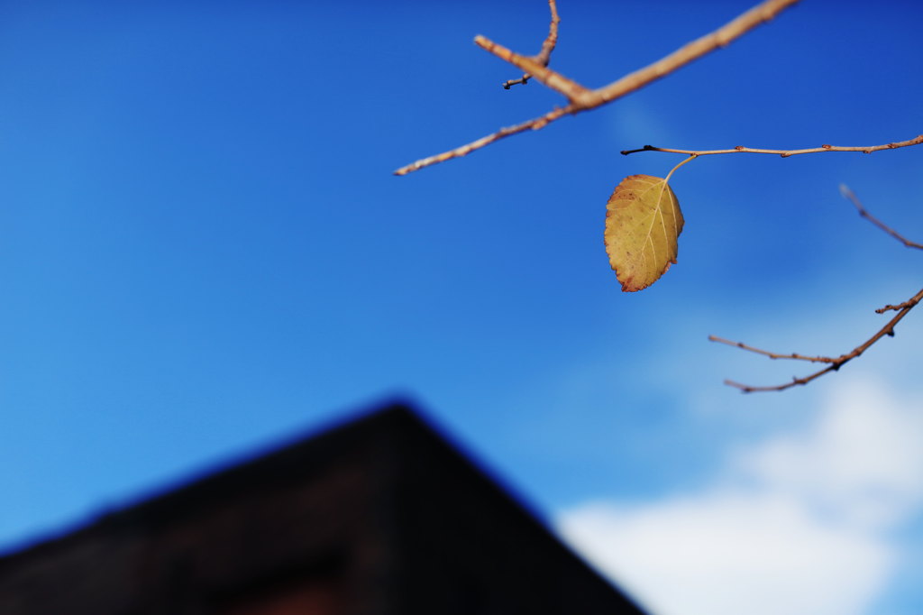 冬の空