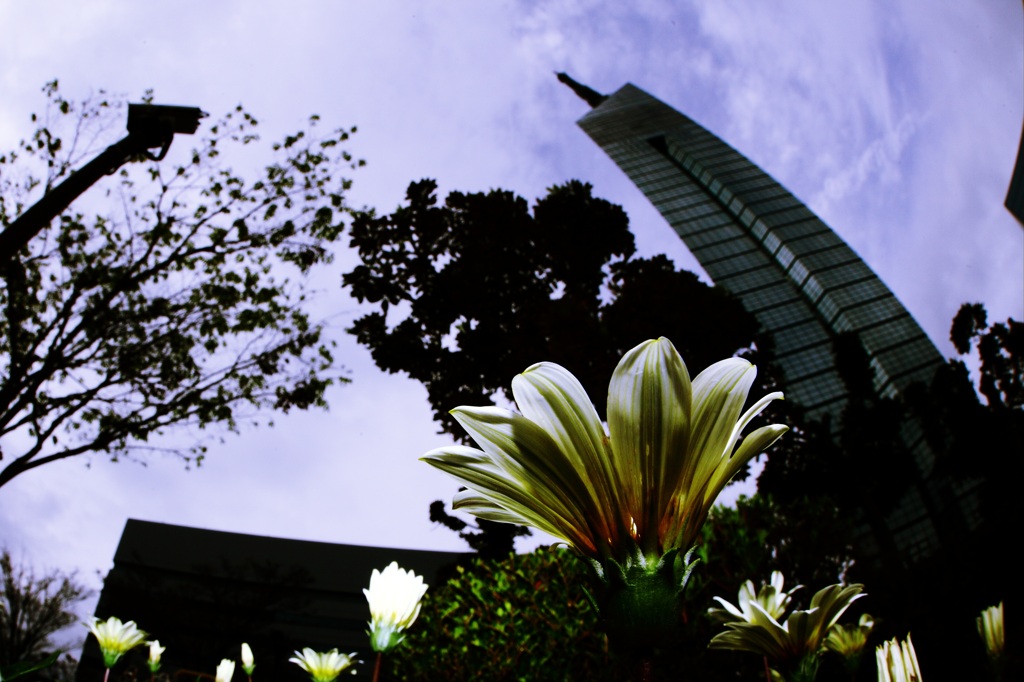 福岡タワーと花