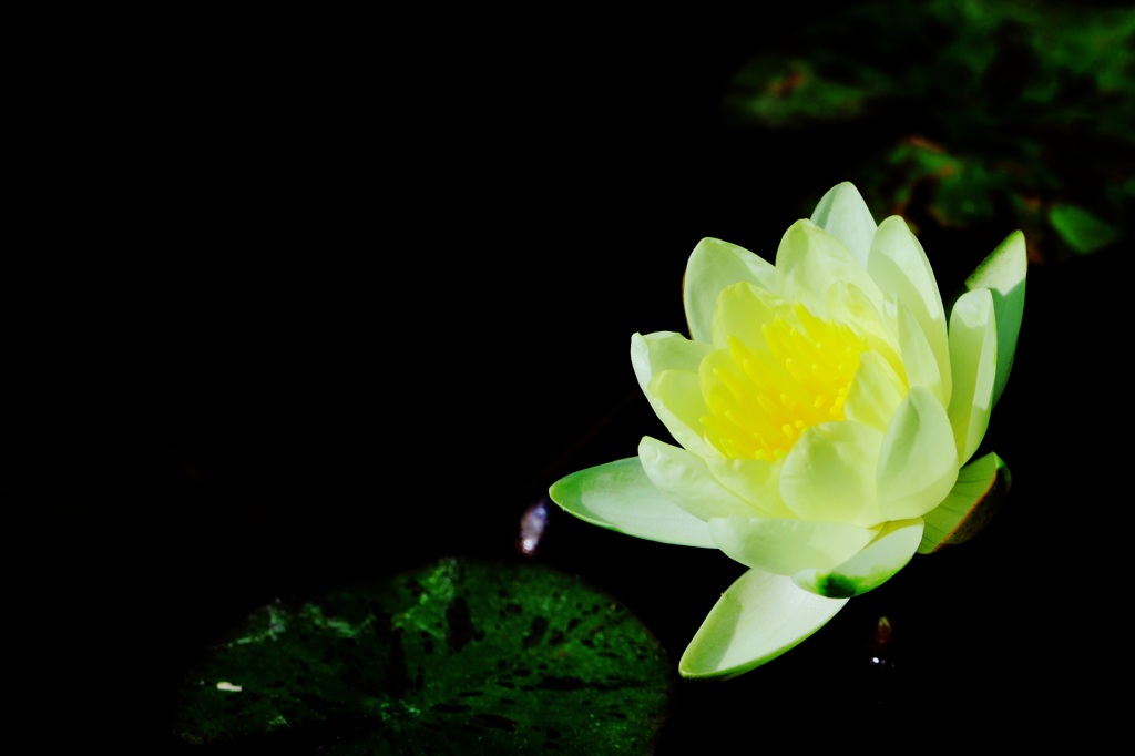 倉敷の池に浮かぶ花