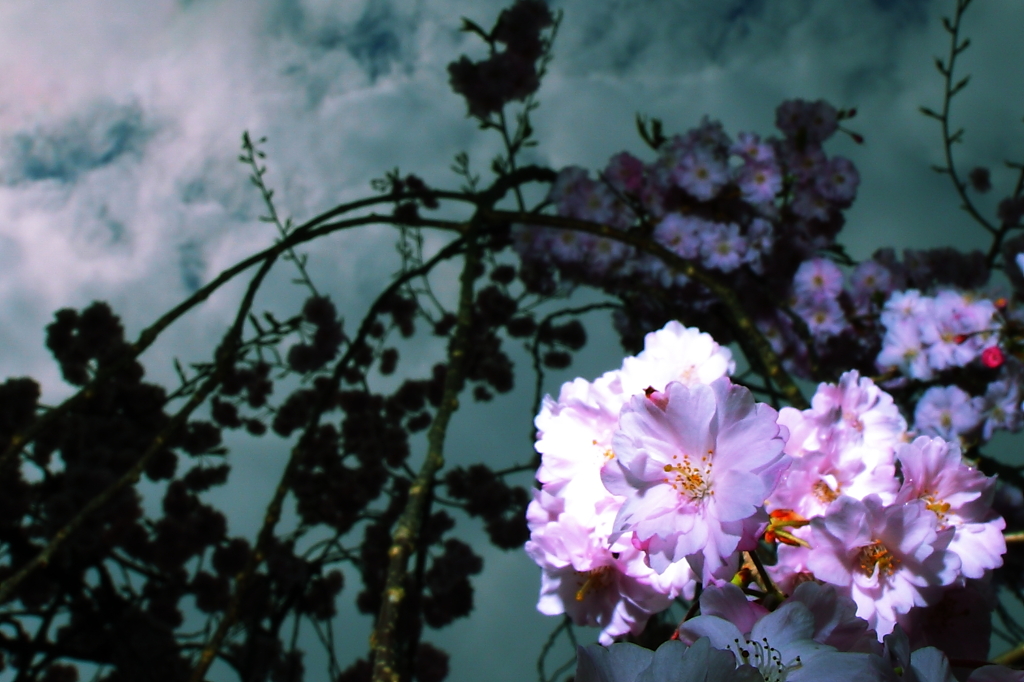 京桜