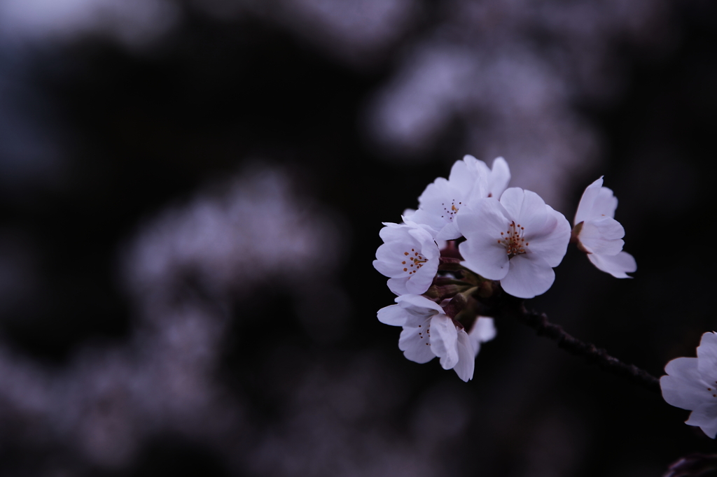 淡い　桜