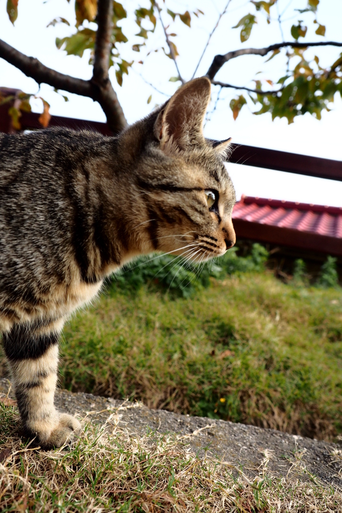 尾道の猫