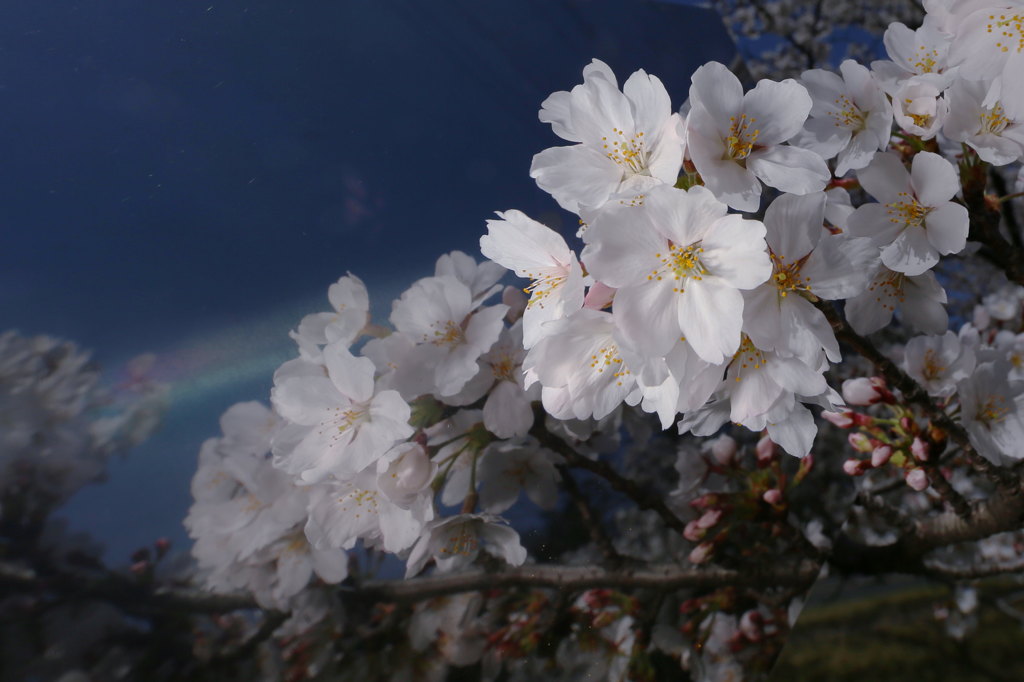 今年の桜