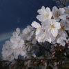 今年の桜