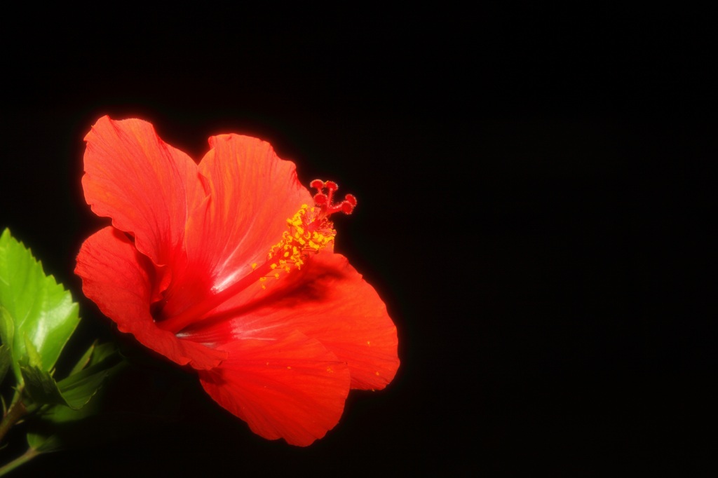 赤い花と黒い背景 By M Mine Id 写真共有サイト Photohito