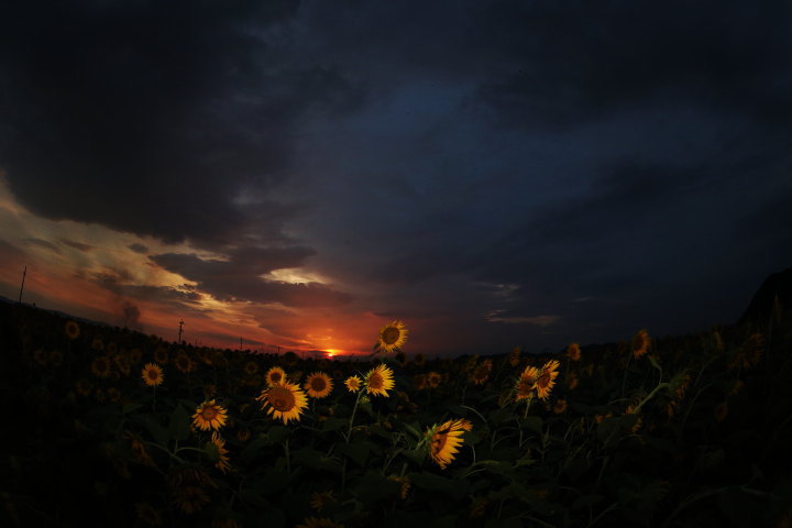 夕日とひまわり