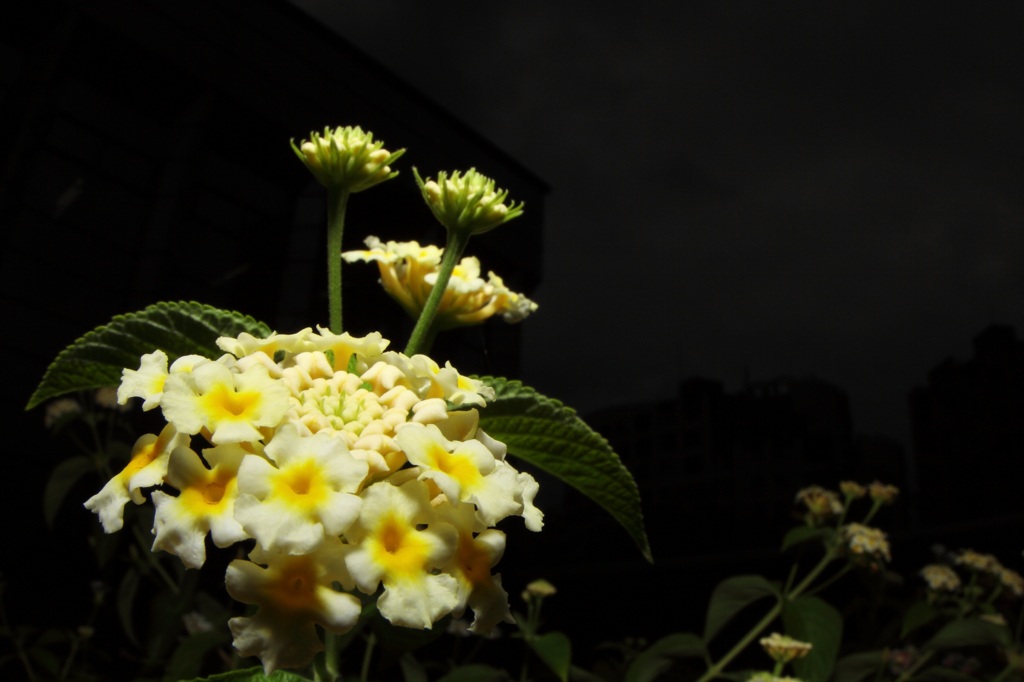 白い花とストロボ撮影