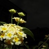 白い花とストロボ撮影