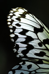 蝶の美しさ